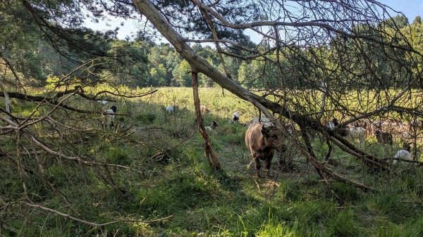 Tierische Helfer im Naturschutzgebiet Schnaakenmoor