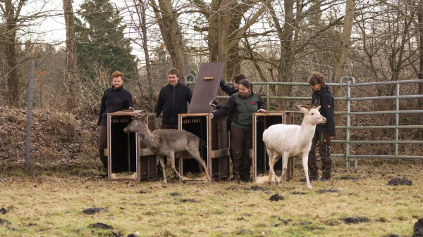 Hirschpark-Hirsche leben jetzt im Klövensteen 